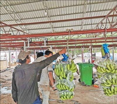 柬中拓展農(nóng)產(chǎn)品貿(mào)易空間巨大 第一現(xiàn)場